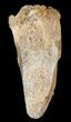 Cretaceous Fossil Crocodile (Elosuchus) Tooth - Morocco #49088-1